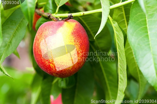Image of Ripe peaches