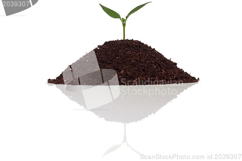 Image of Green seedling