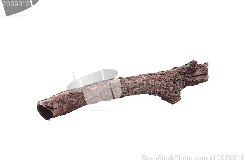 Image of Tree branch
