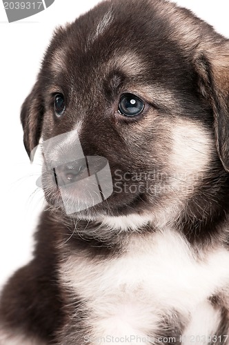 Image of Cute puppy