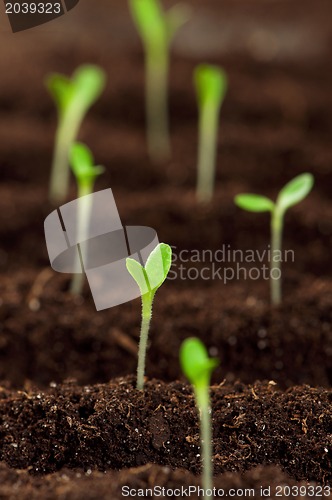 Image of Green seedling