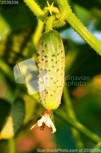 Image of Green cucumber