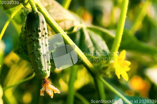 Image of Green cucumber