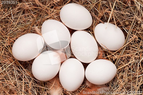 Image of Eggs in nest