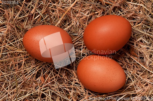 Image of Eggs in nest