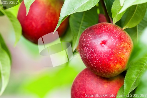 Image of Ripe peaches