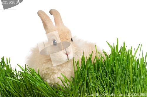 Image of Rabbit in grass