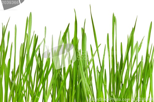 Image of Wheat grass