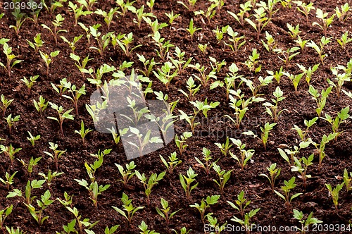 Image of Green seedling