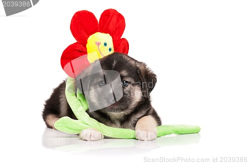 Image of Cute puppy