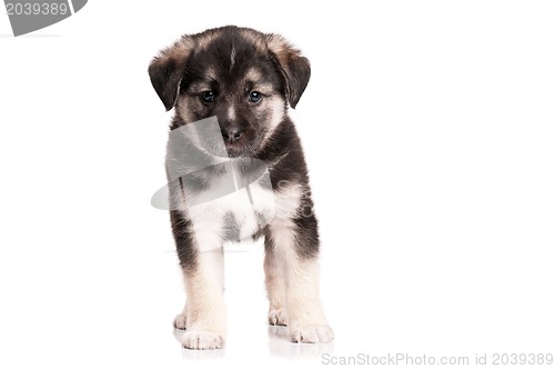 Image of Cute puppy