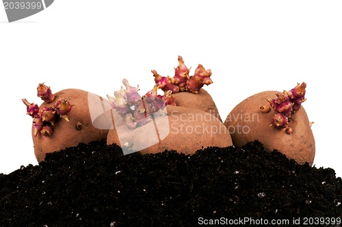 Image of Potatoes sprouts