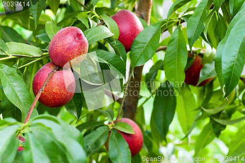 Image of Ripe peaches