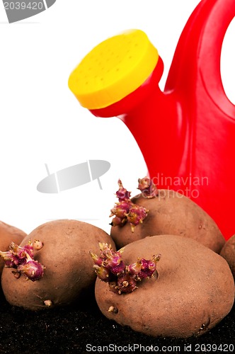 Image of Potatoes sprouts