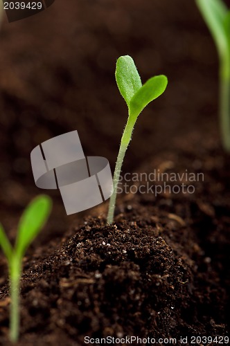 Image of Green seedling