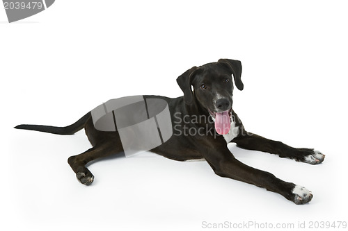 Image of Black Labrador puppy