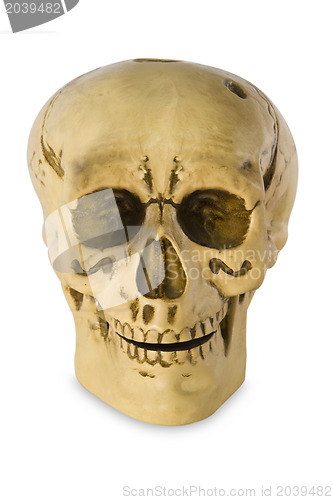 Image of Human skull