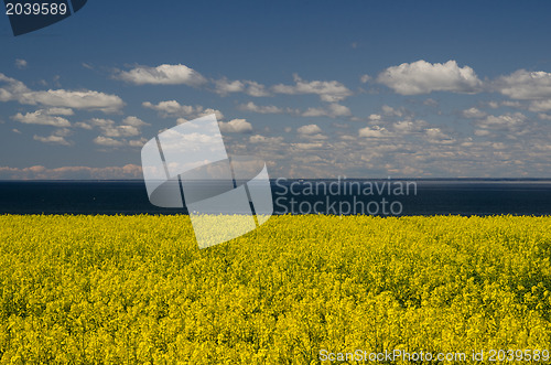 Image of Rape seed