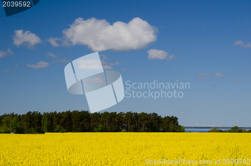 Image of Cloud over field