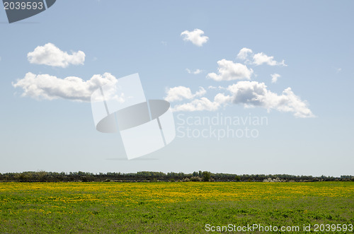 Image of Dandelion field