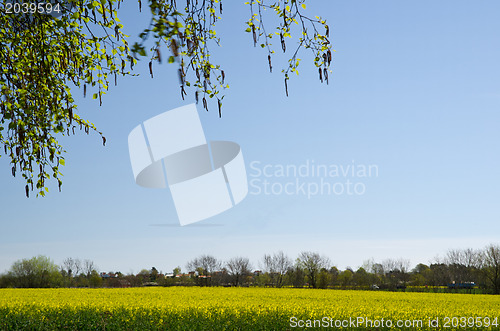 Image of Yellow landscape