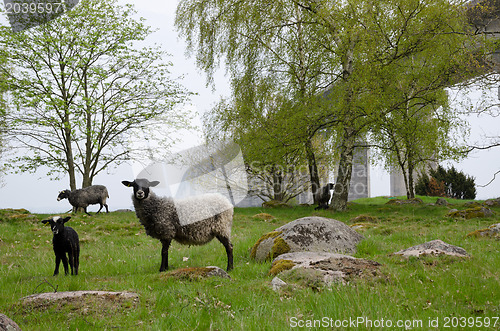 Image of Sheep