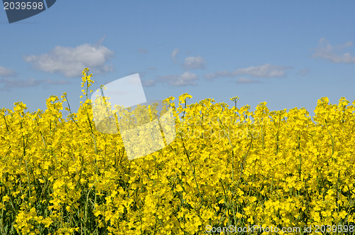 Image of Rape seed