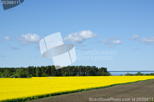 Image of Colours