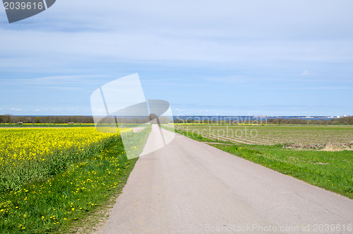 Image of Road and rape field