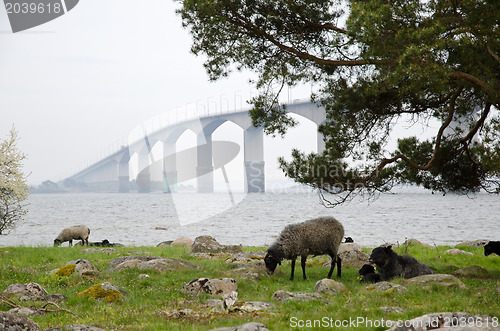 Image of Sheep at bridge