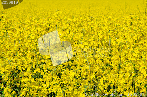 Image of Rape seed