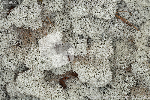 Image of Cladonia stellaris