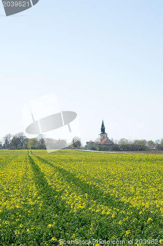 Image of Rape seed