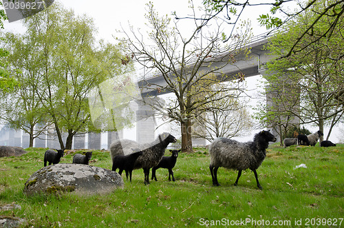 Image of Sheep