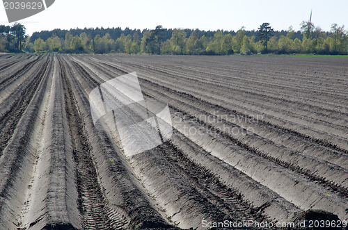 Image of Plough rows
