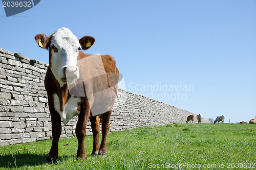 Image of Curious cow