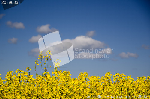 Image of Rape seed