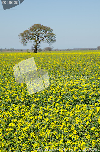 Image of Solitaire tree