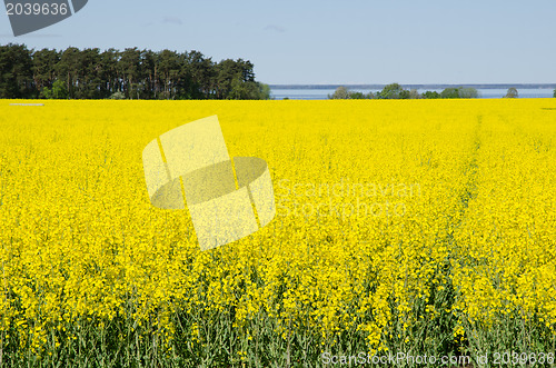 Image of Rape field