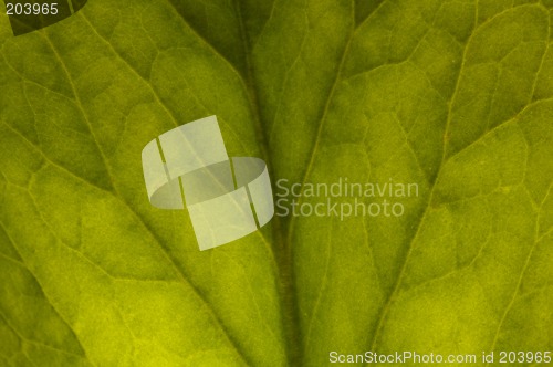 Image of Background of Badan leaf