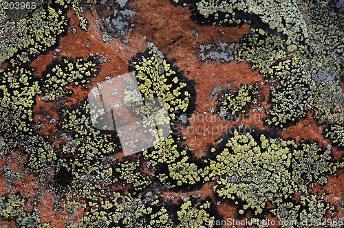 Image of Crustose lichen