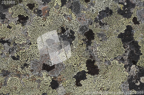 Image of Crustose lichen