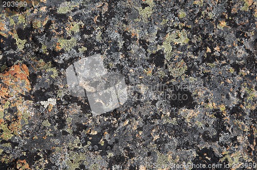 Image of Crustose lichen