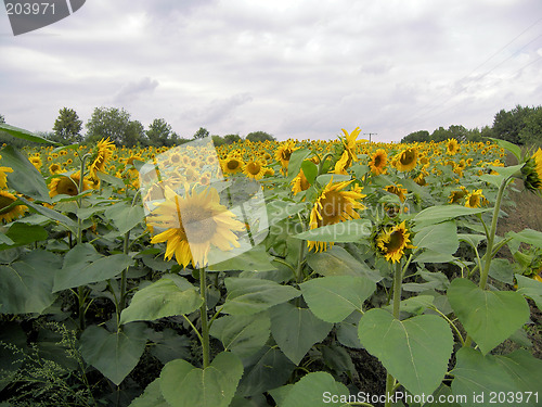 Image of field of sunflowers
