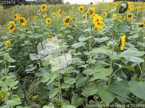 Image of field of sunflowers