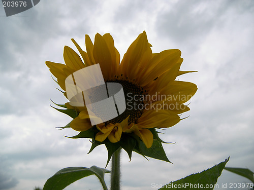 Image of a nice sunflower