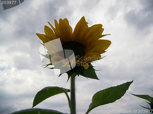 Image of nice sunflower