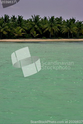 Image of  coastline and tree in  dominicana