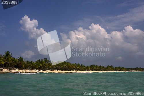 Image of ocean coastline  palm and tree in dominicana