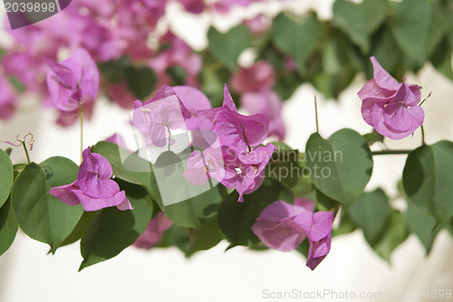 Image of Bougainvillea